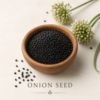 Onion Seed